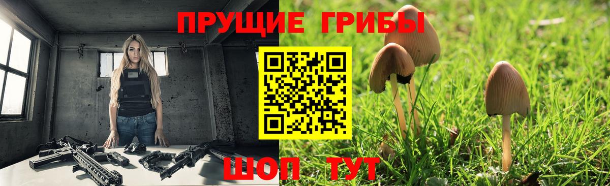 Галлюциногенные грибы Psilocybe Волгодонск
